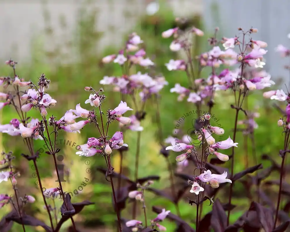 Bespaar nu - Penstemon digitalis ‘Husker Red‘