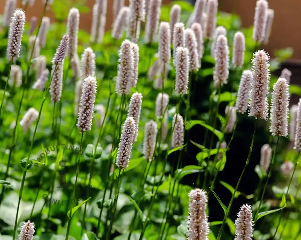 Scherp geprijsd | Persicaria bistorta ‘Superba‘