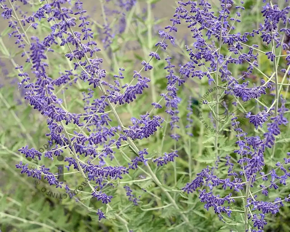 Professionele kwaliteit - Perovskia atriplicifolia ‘Little Spire‘