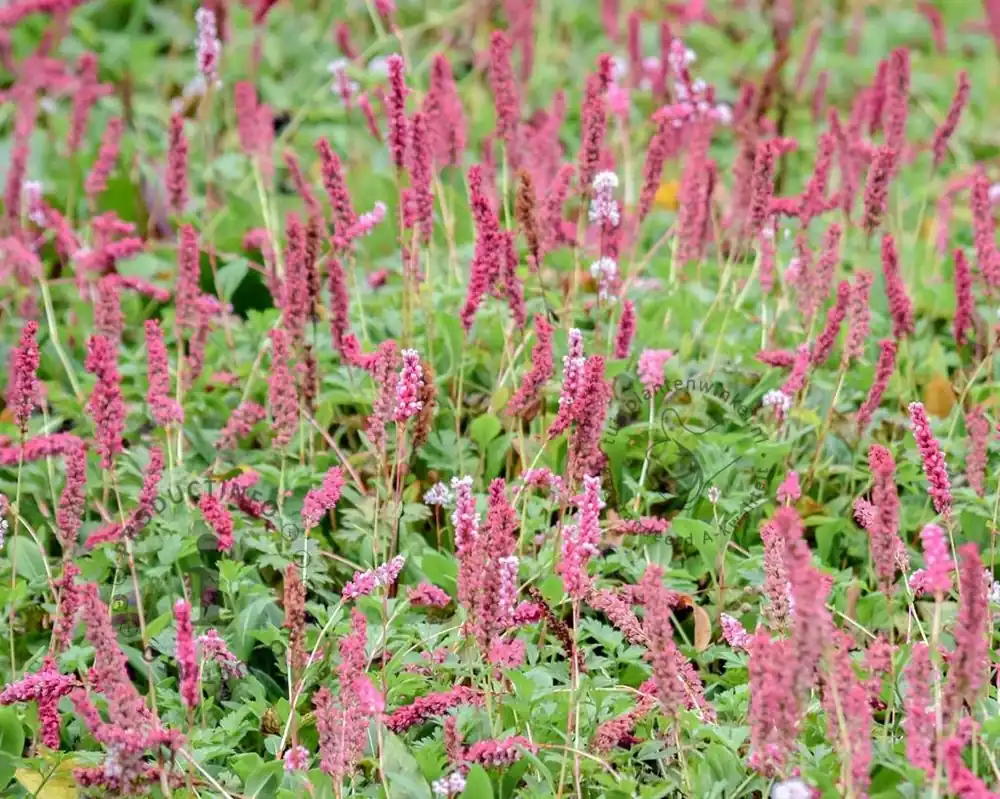 Uitverkoop | Persicaria affinis ‘Superba‘