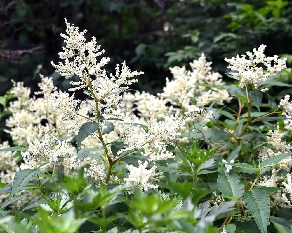 Persicaria polymorpha - Net binnen