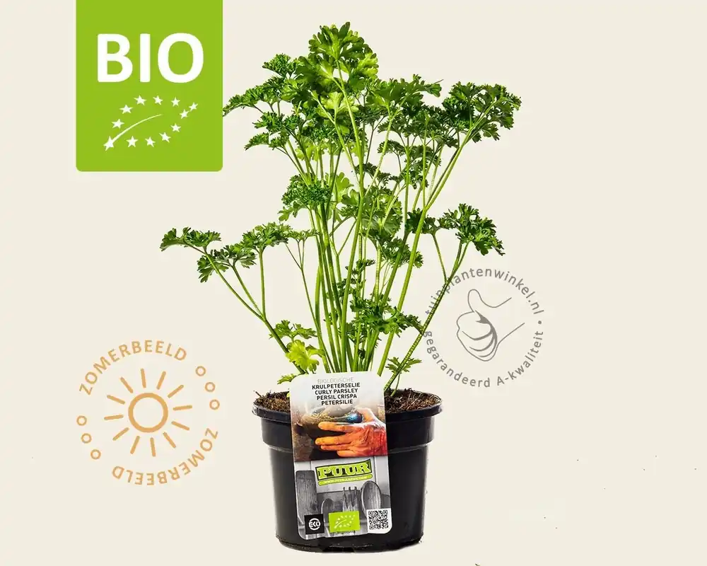 Goed beoordeeld | Petroselinum crispum Puur