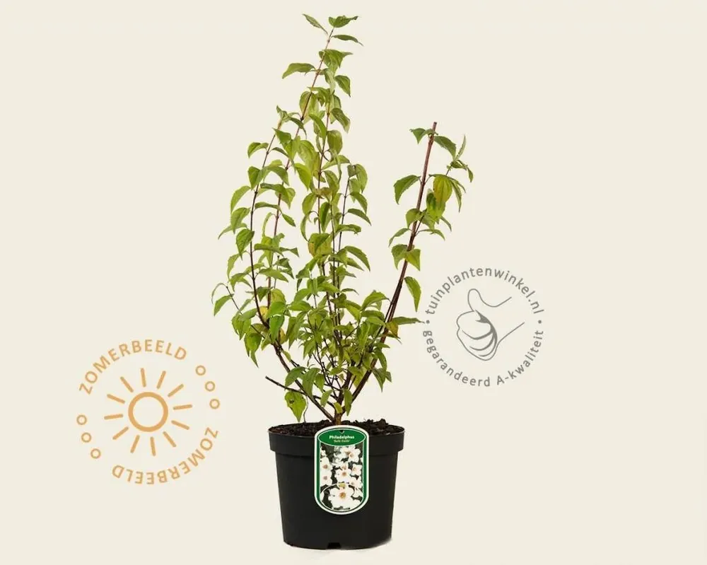 Zeer goed beoordeeld | Philadelphus ‘Belle Etoile‘