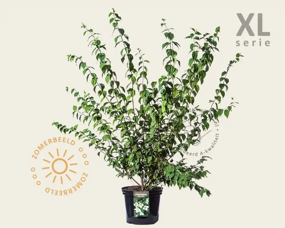 Philadelphus ‘Belle Etoile‘ - XL | Zojuist toegevoegd