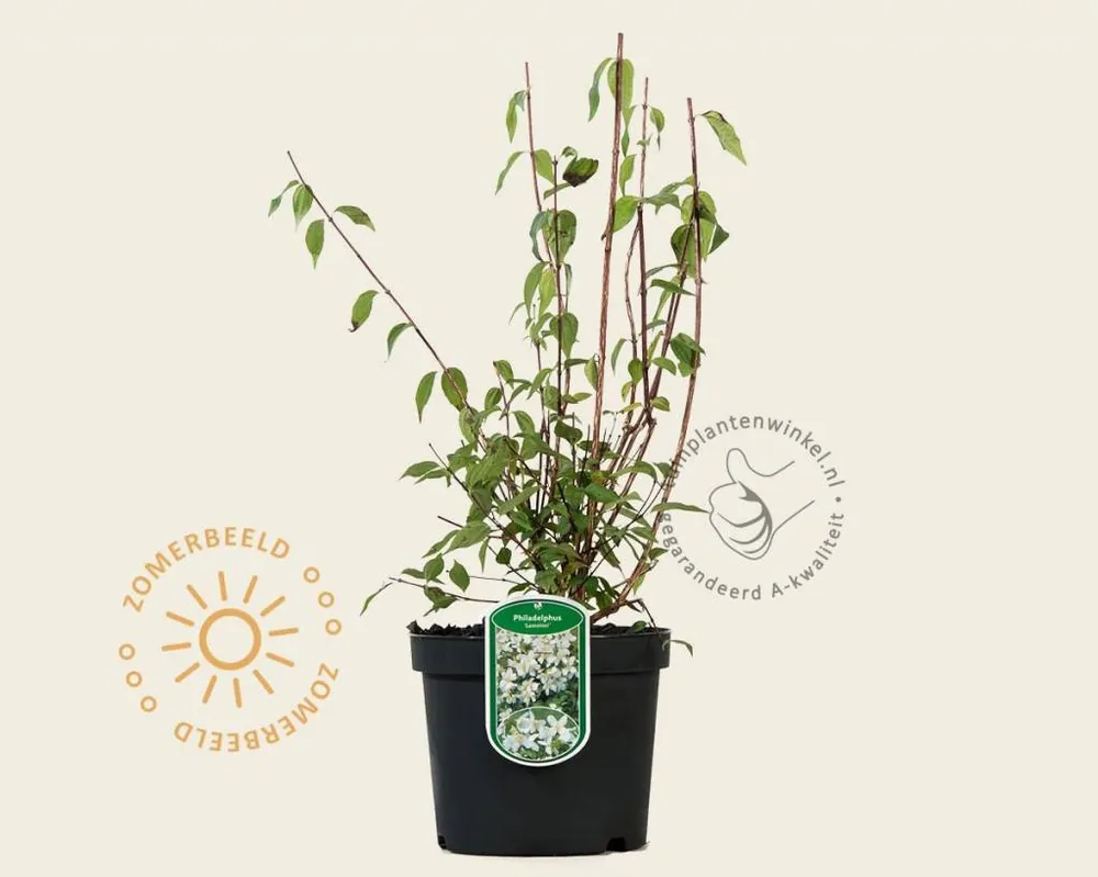 Philadelphus ‘Lemoinei‘ | Veilig winkelen