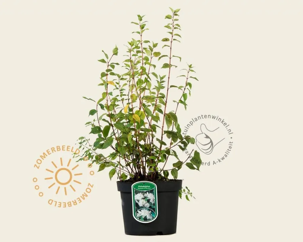 Philadelphus ‘Manteau d‘Hermine‘ | Veilige betaling
