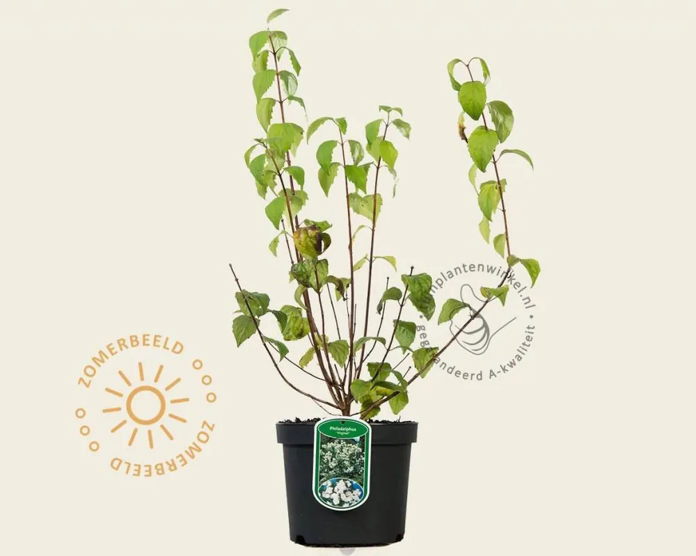 Philadelphus ‘Virginal‘ - Actie
