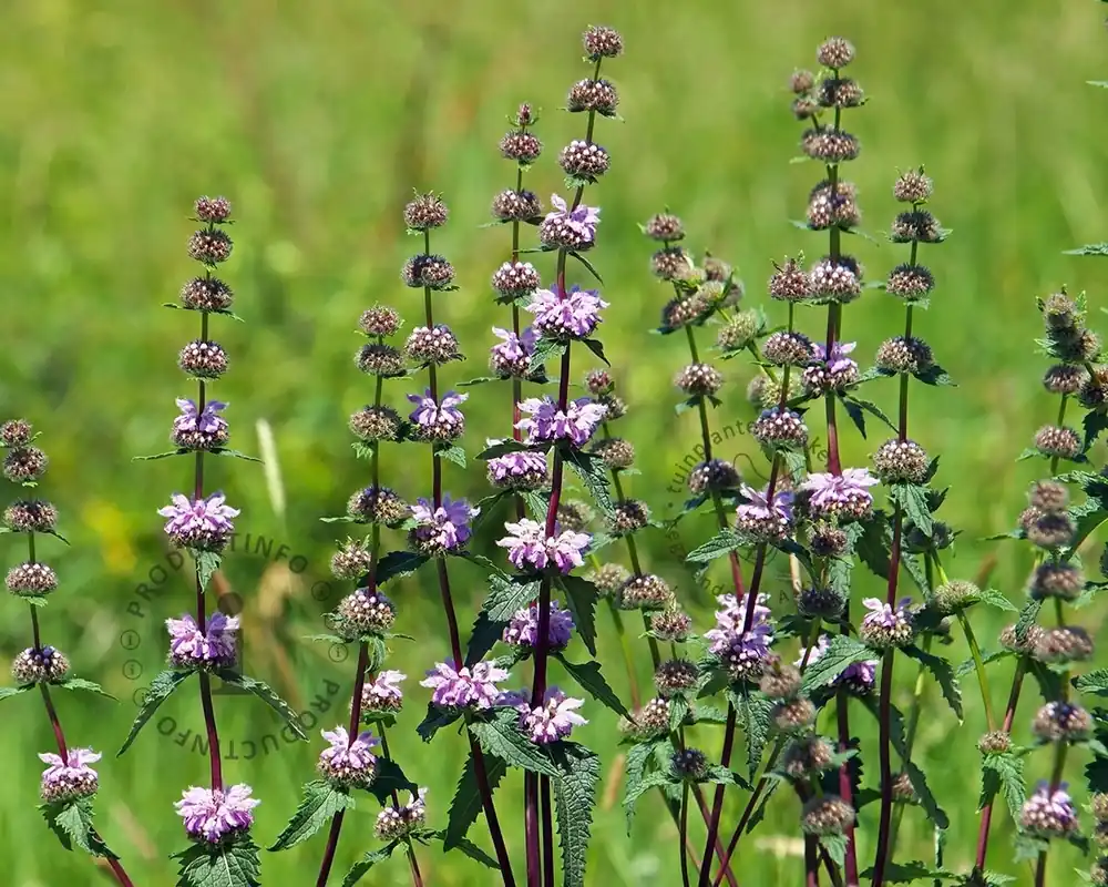 Phlomis tuberosa - Hoog gewaardeerd