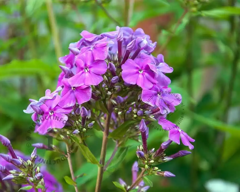 Phlox paniculata ‘Blue Paradise‘ - Direct kopen