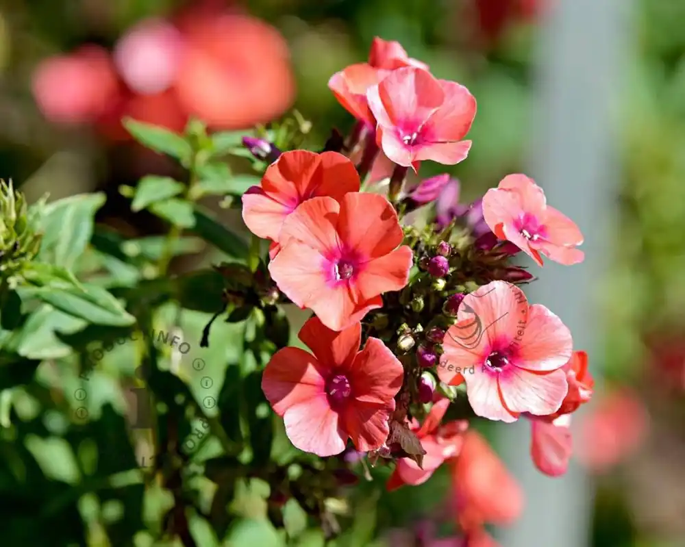 Phlox paniculata ‘Orange Perfection‘ - Nog enkele stuks