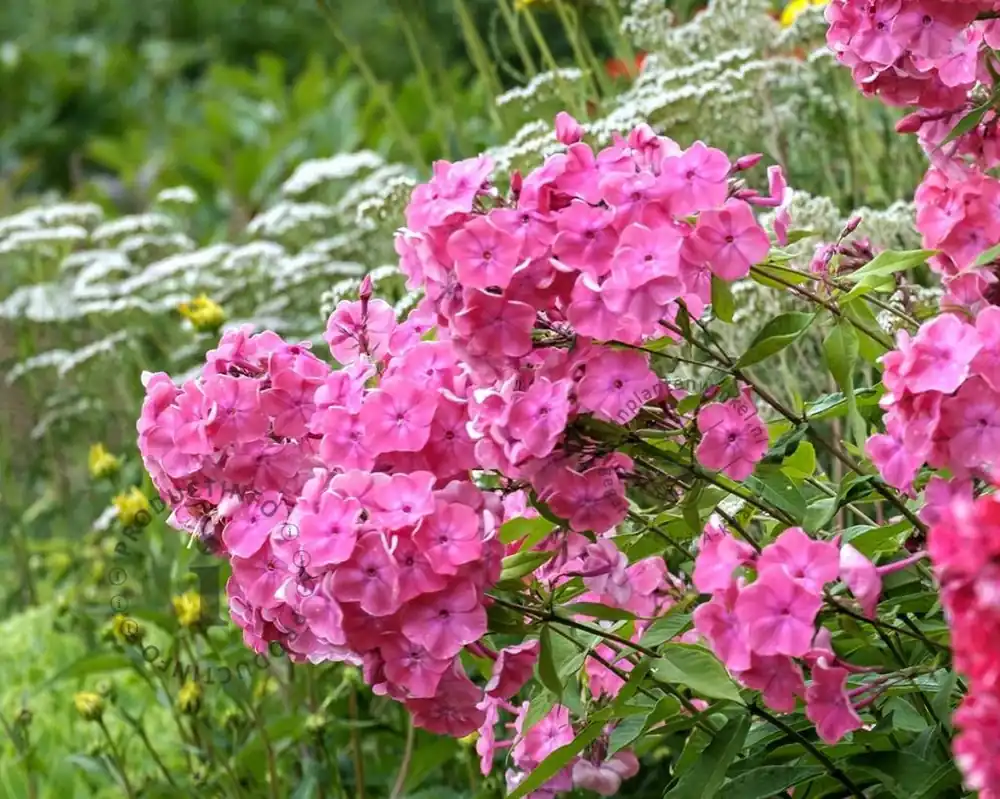 Phlox paniculata ‘Rijnstroom‘ - Korting