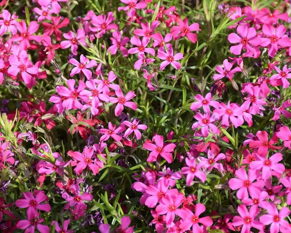 Phlox subulata ‘Atropurpurea‘ | Sale