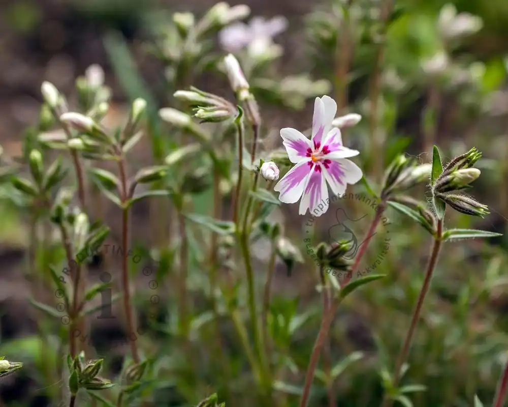 Phlox subulata ‘Candystripes‘ | Online kopen