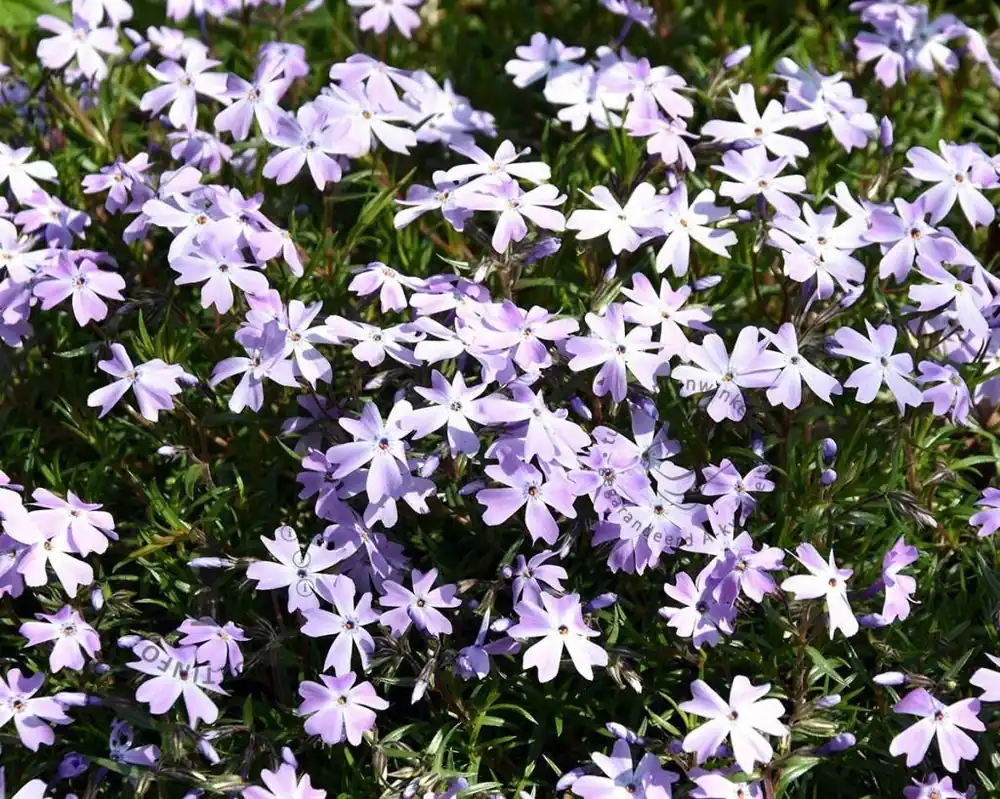 Goed beoordeeld - Phlox subulata ‘Emerald Cushion Blue‘