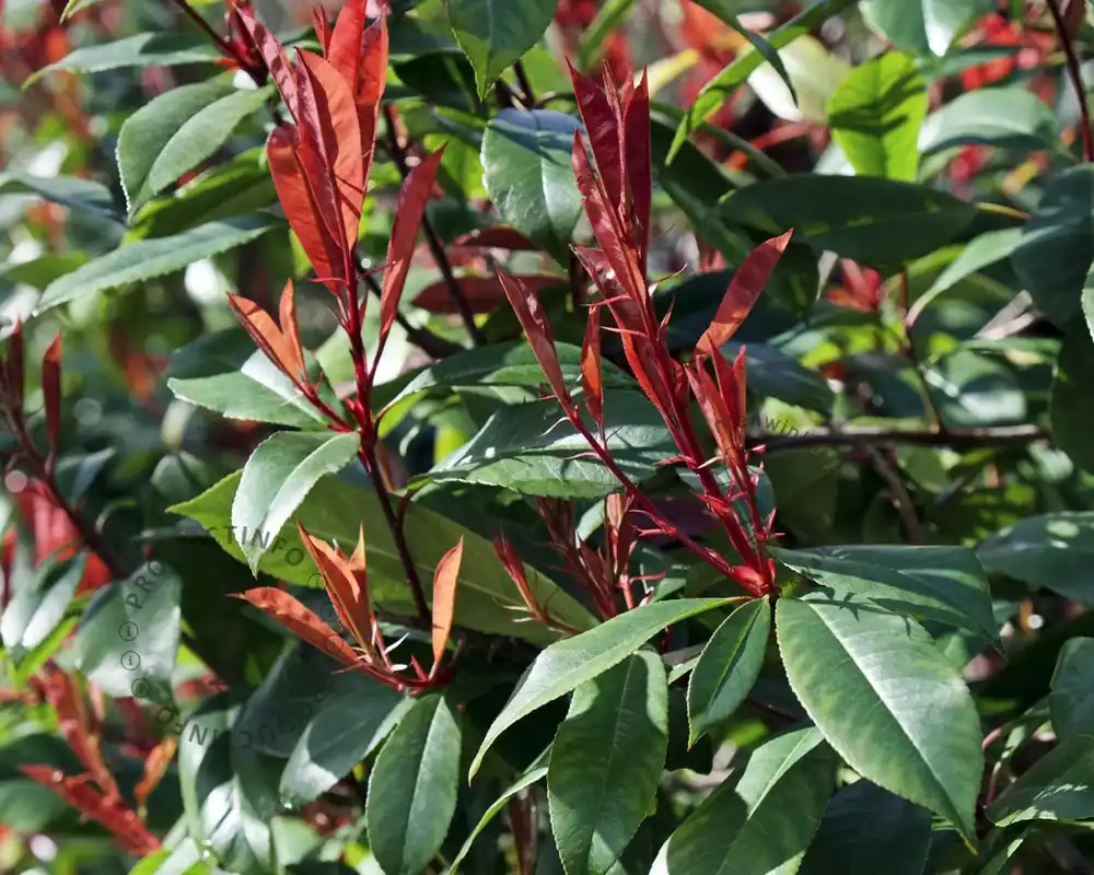 Photinia fraseri ‘Red Robin‘ - halfstam | Gratis retourneren