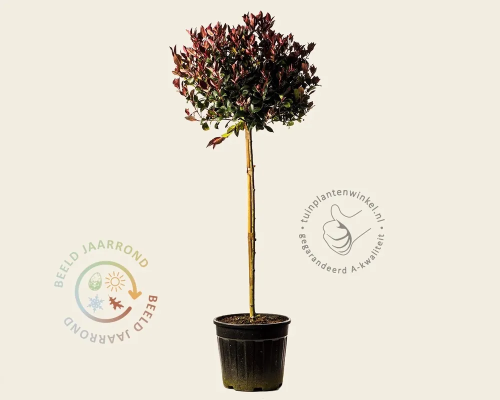 Bespaar meer - Photinia fraseri ‘Little Red Robin‘ - op stam