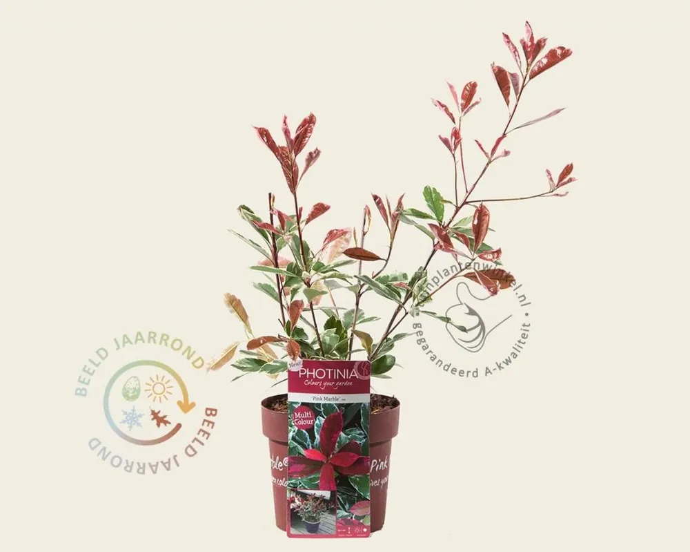 Scherp geprijsd - Photinia fraseri ‘Pink Marble‘