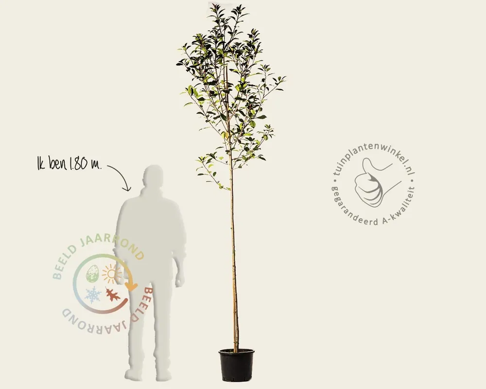 Photinia fraseri ‘Red Robin‘ - hoogstam - Hoog gewaardeerd