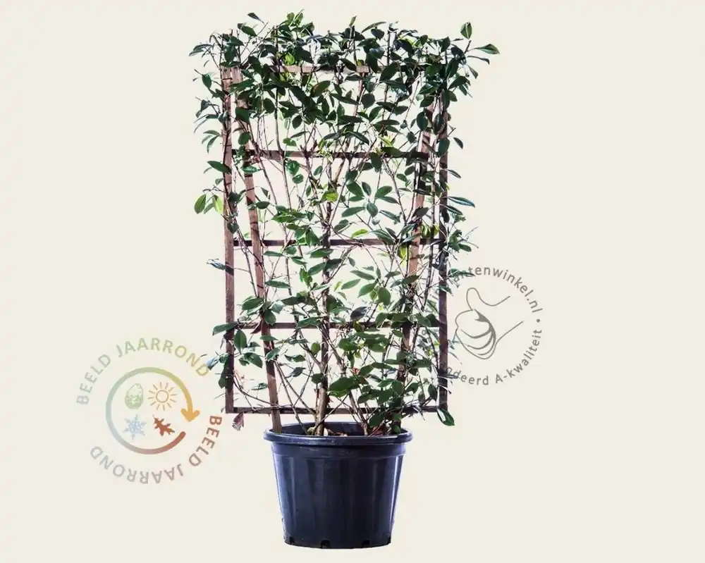 Aanrader | Photinia fraseri ‘Red Robin‘ - In rek 70x120 cm