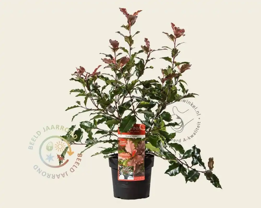 Prijsverlaging | Photinia ‘Magical Volcano‘ - ‘Kolmavoca‘