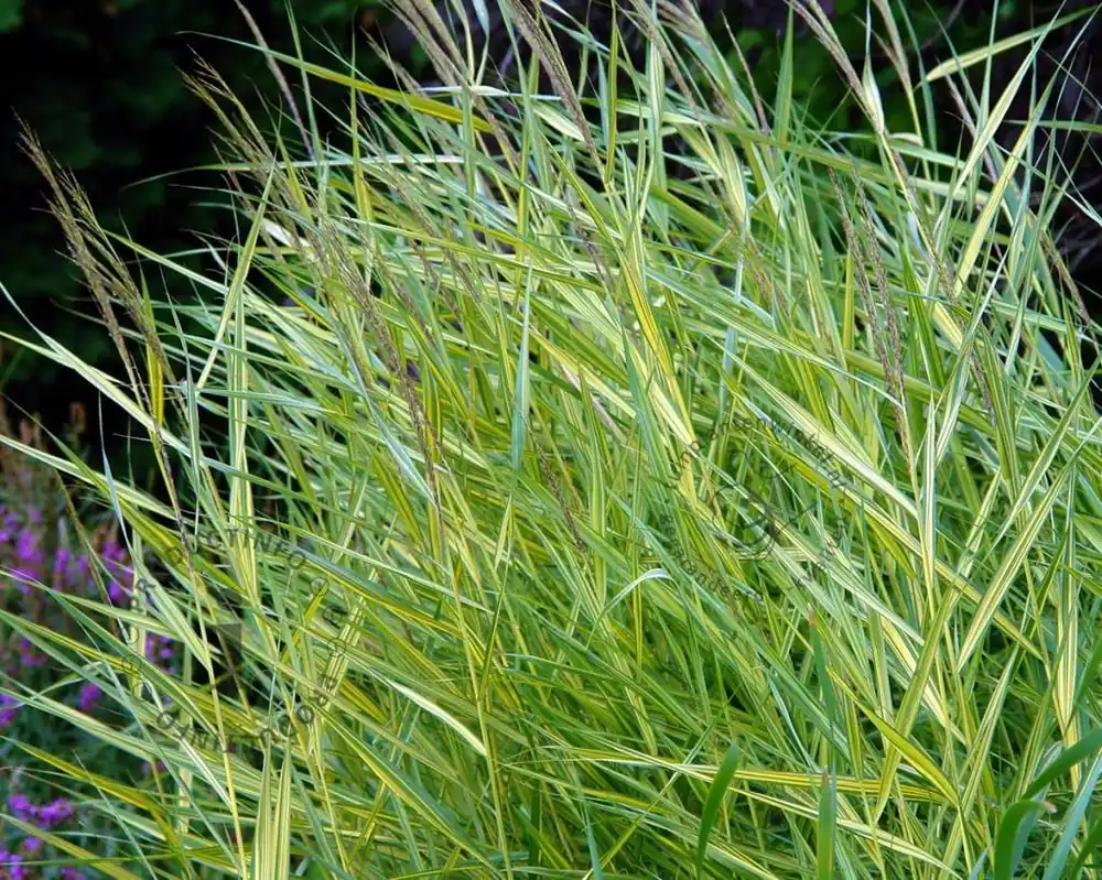 Phragmites australis ‘Variegata‘ | Net binnen