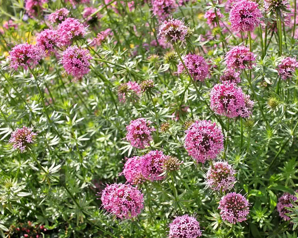 Erg populair | Phuopsis stylosa