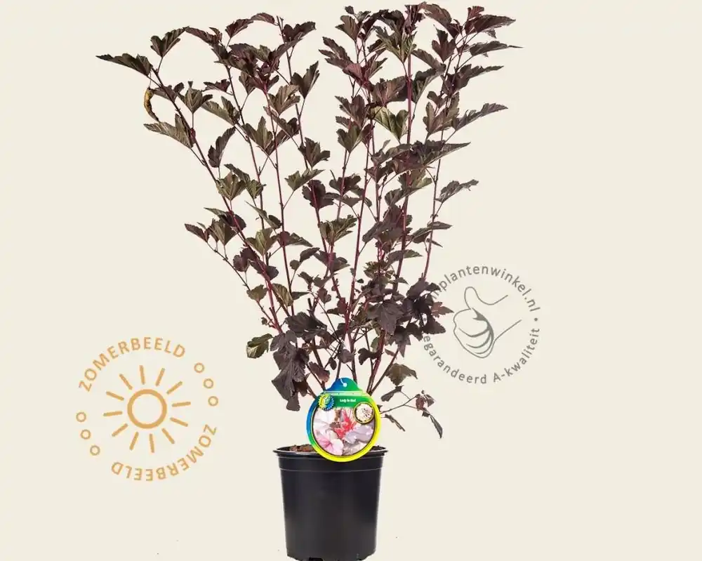 Physocarpus opulifolius ‘Lady in Red‘ | Bestseller