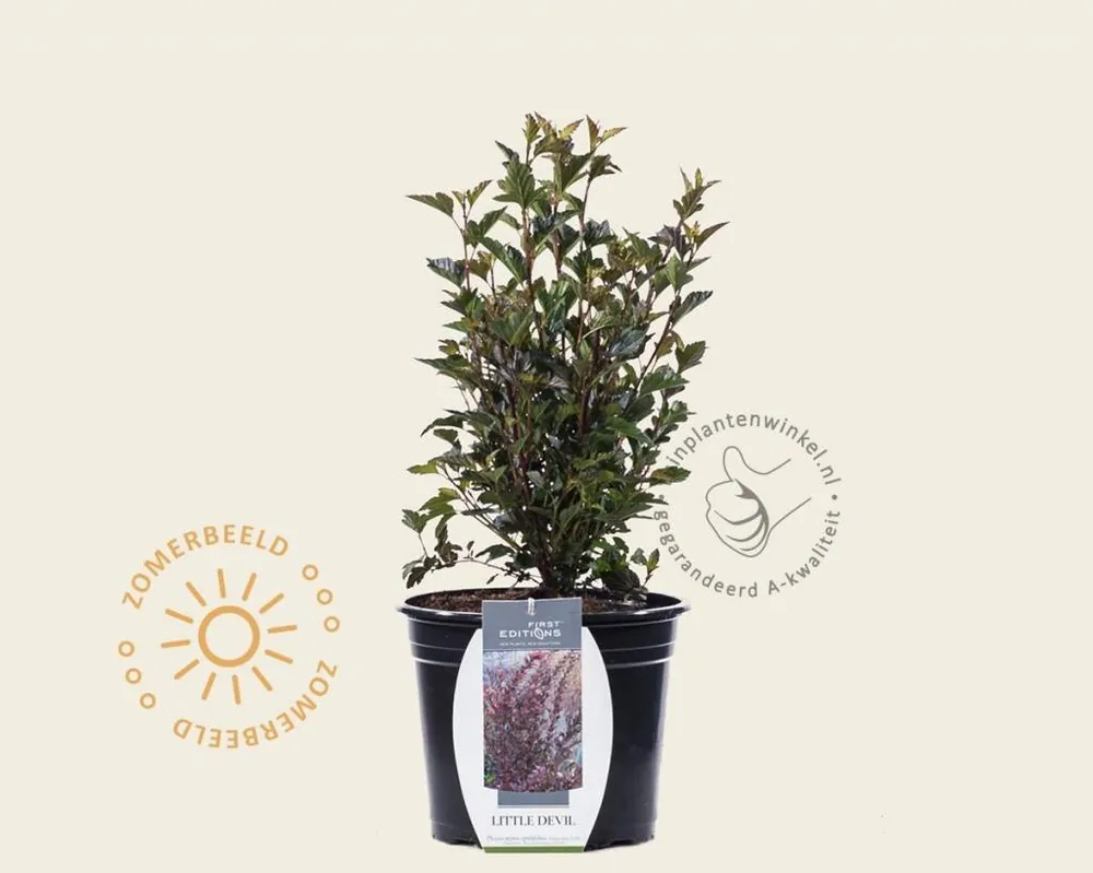 Physocarpus opulifolius ‘Little Devil‘ | Tijdelijke aanbieding