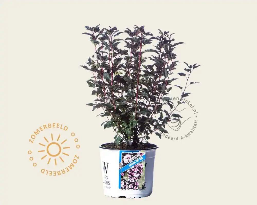 Nieuw in de shop | Physocarpus opulifolius ‘Tiny Wine‘