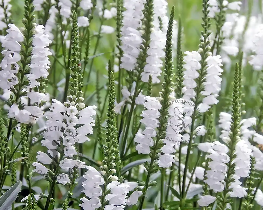 Rechtstreeks uit de fabriek | Physostegia virginiana ‘Summer Snow‘