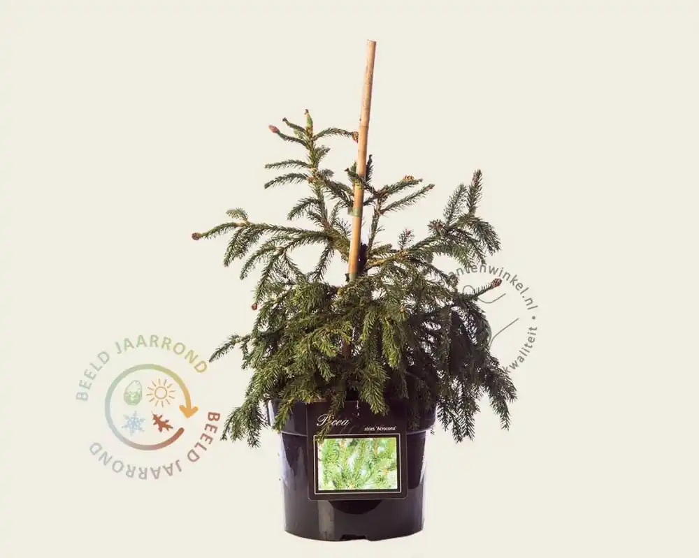 Deal - Picea abies ‘Acrocona‘