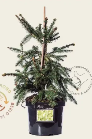 Zojuist toegevoegd - Picea abies ‘Acrocona‘ - 40/50