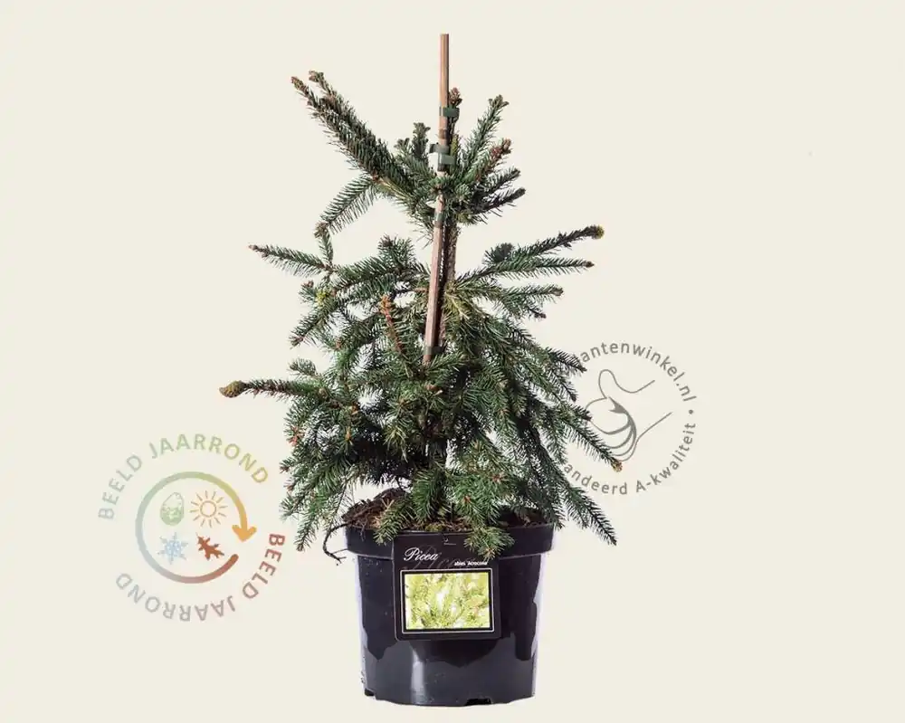Zojuist toegevoegd - Picea abies ‘Acrocona‘ - 40/50