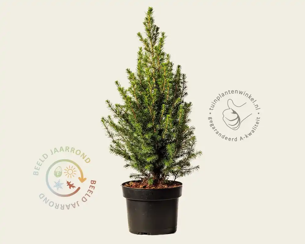 Actieprijs - Picea glauca ‘Conica‘