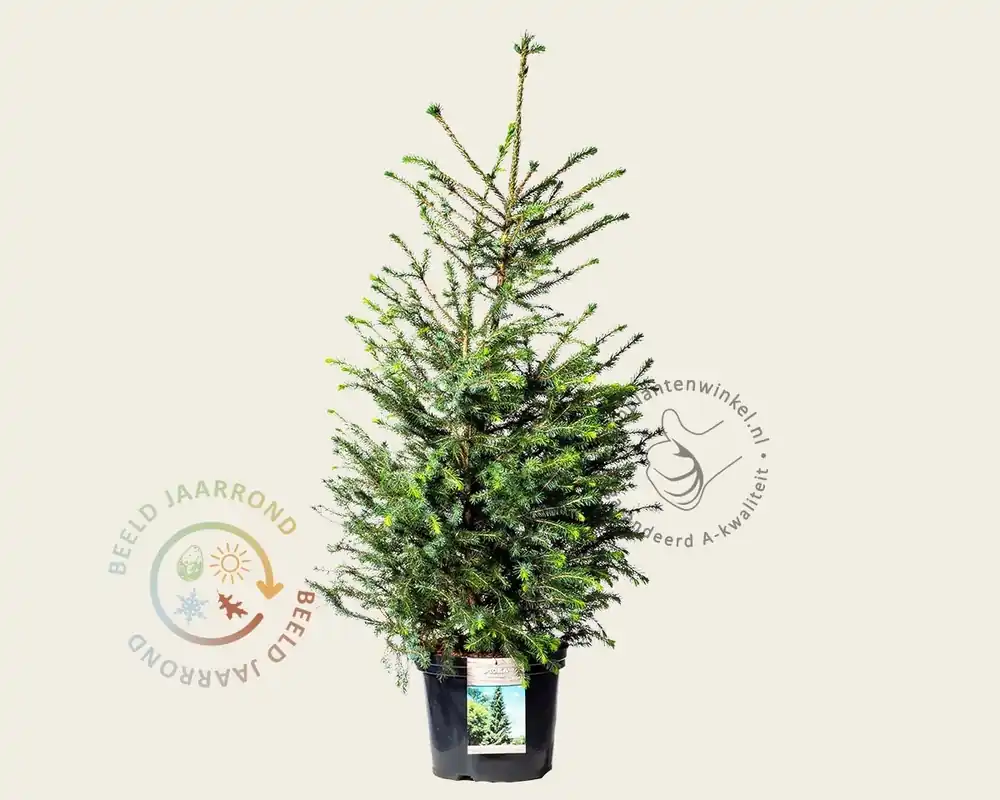 Professionele kwaliteit | Picea omorika - in pot