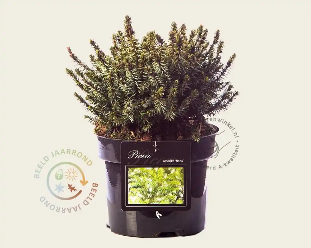 Picea omorika ‘Nana‘ - Rechtstreeks van de fabrikant