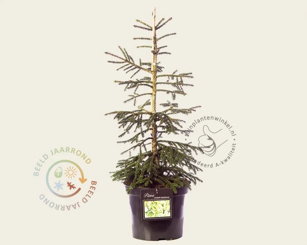 Picea orientalis ‘Aureospicata‘ 50/60 | Voeg toe aan winkelwagen