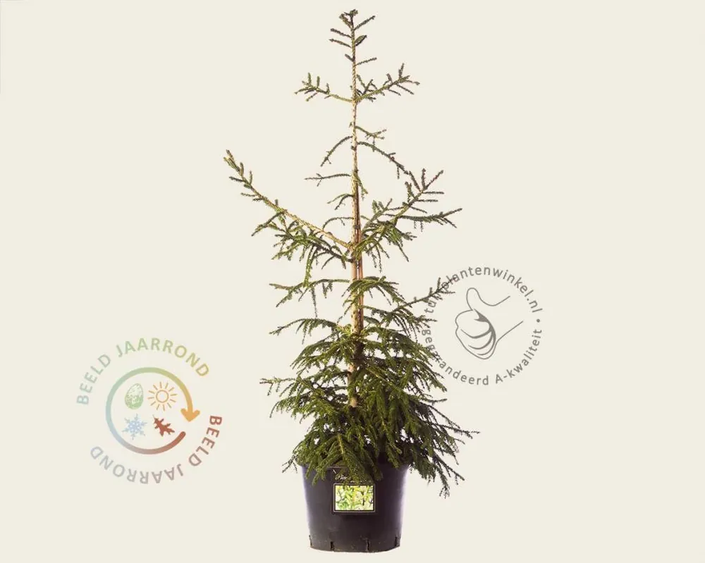 Picea orientalis ‘Aureospicata‘ 80/100 - Hoge kwaliteit