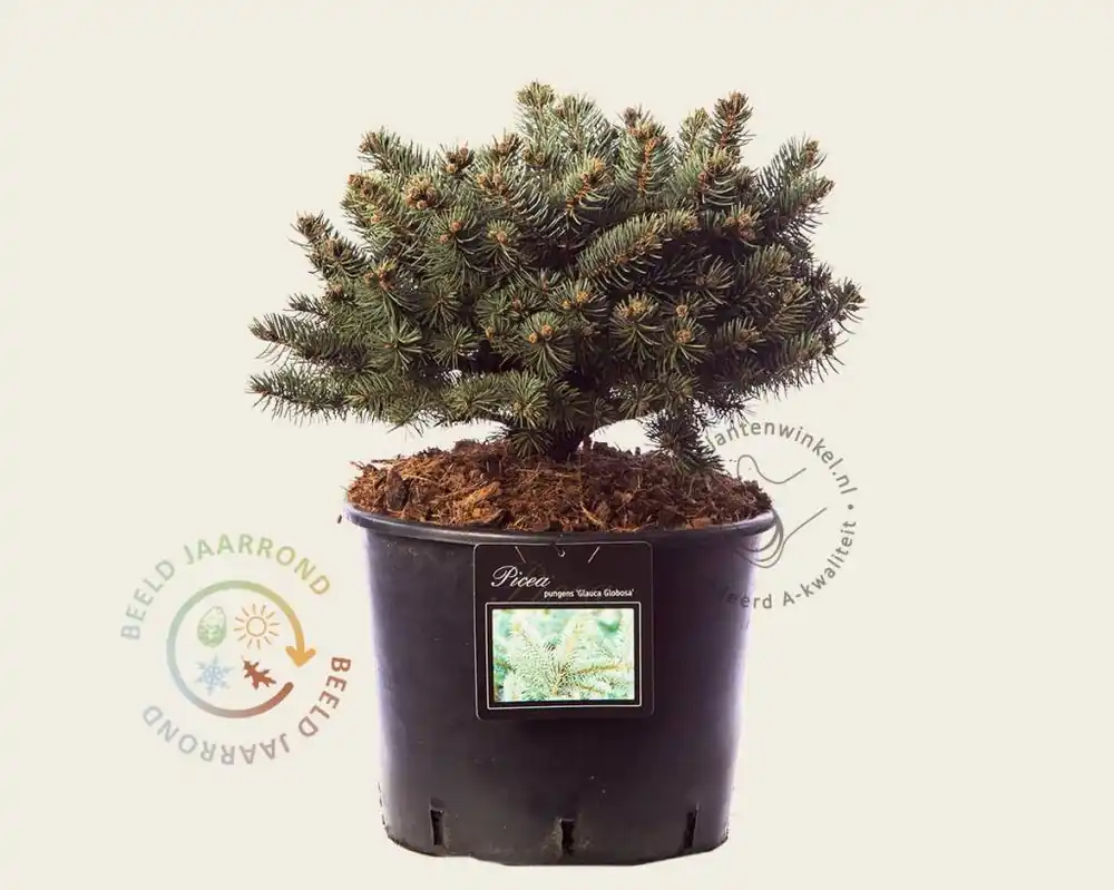 Picea pungens ‘Glauca Globosa‘ | Direct van de fabrikant