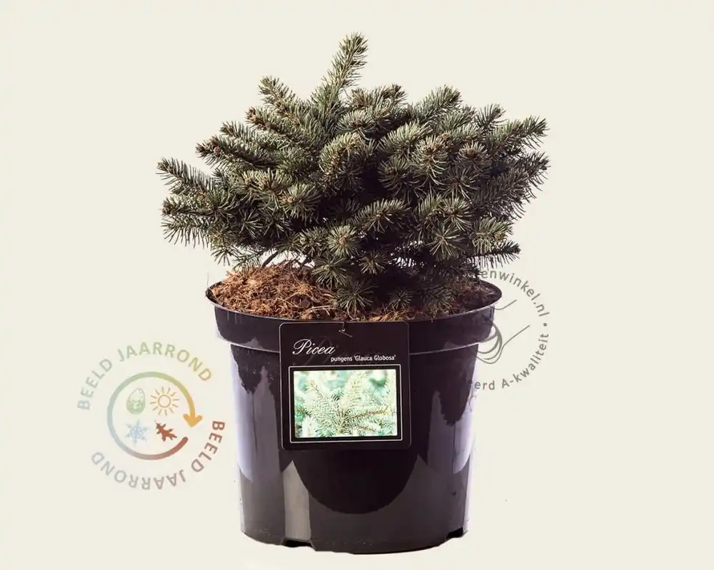 Topdeal | Picea pungens ‘Glauca Globosa‘
