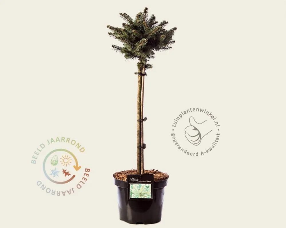 Picea pungens ‘Glauca Globosa - 40 cm stam | Eenvoudig retourneren