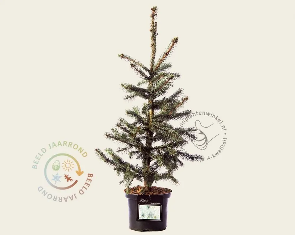 Picea pungens ‘Hoopsii‘ - Sale