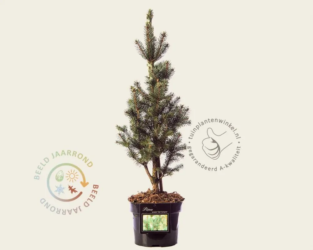 Picea pungens ‘Iseli Fastigiate‘ | Premium