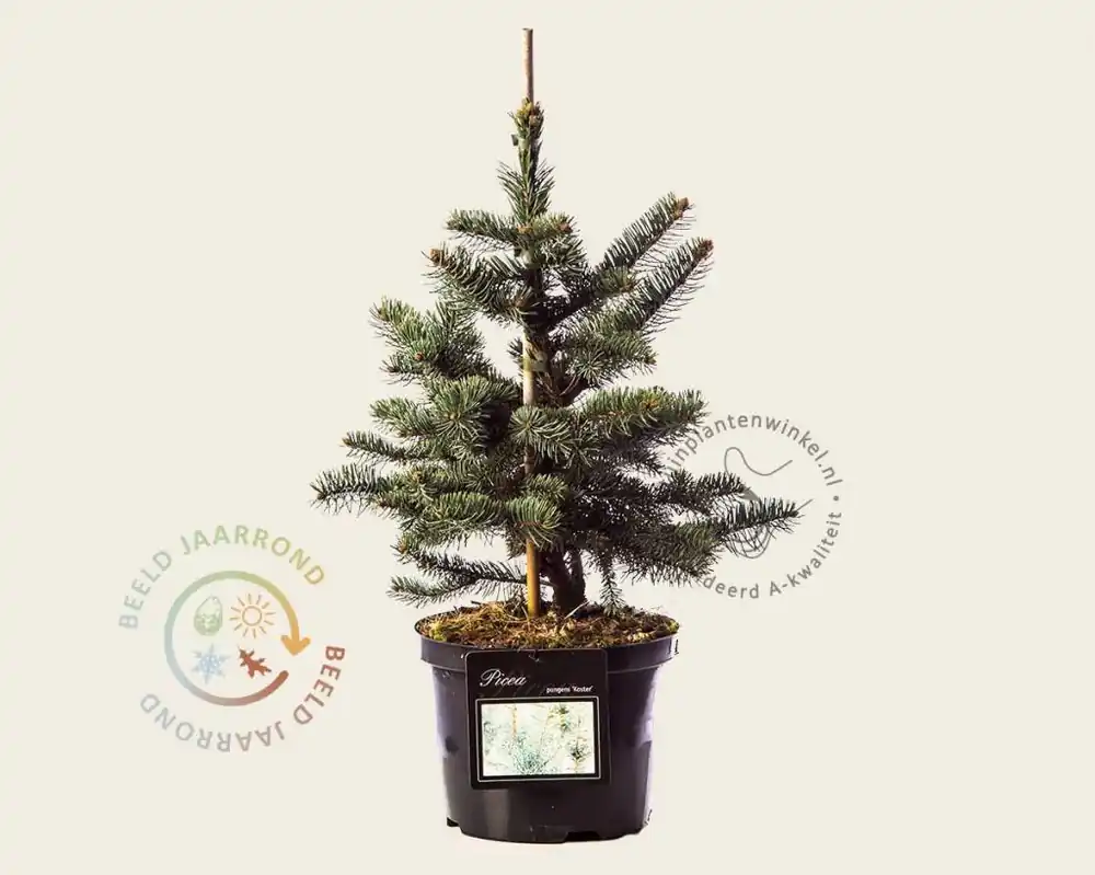 Net gelanceerd | Picea pungens ‘Koster‘ 30/40