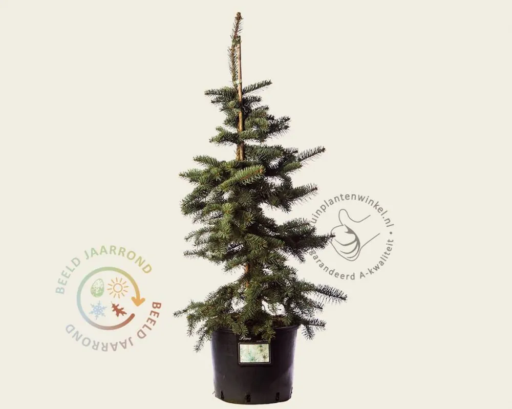 Picea pungens ‘Koster‘ 80/100 | Voordeelprijs
