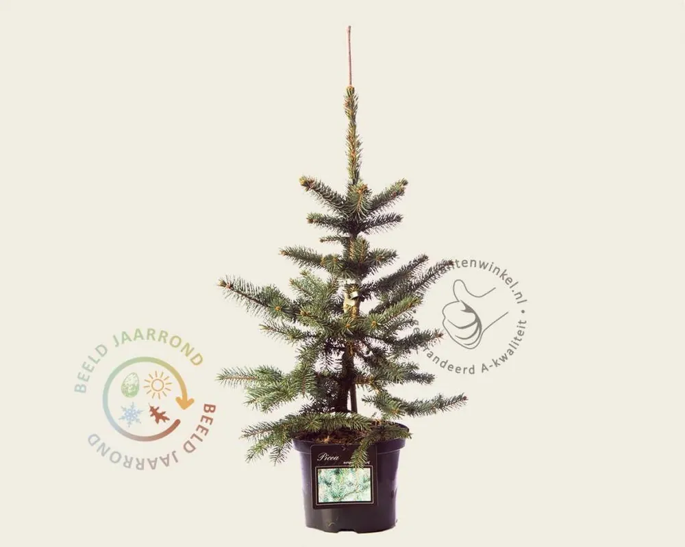 Picea pungens ‘Oldenburg‘ - Bestelbaar