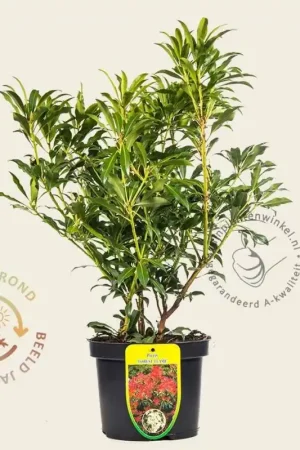 Aanbieding loopt bijna af | Pieris ‘Forest Flame‘