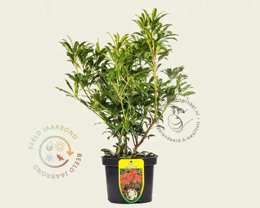 Aanbieding loopt bijna af | Pieris ‘Forest Flame‘