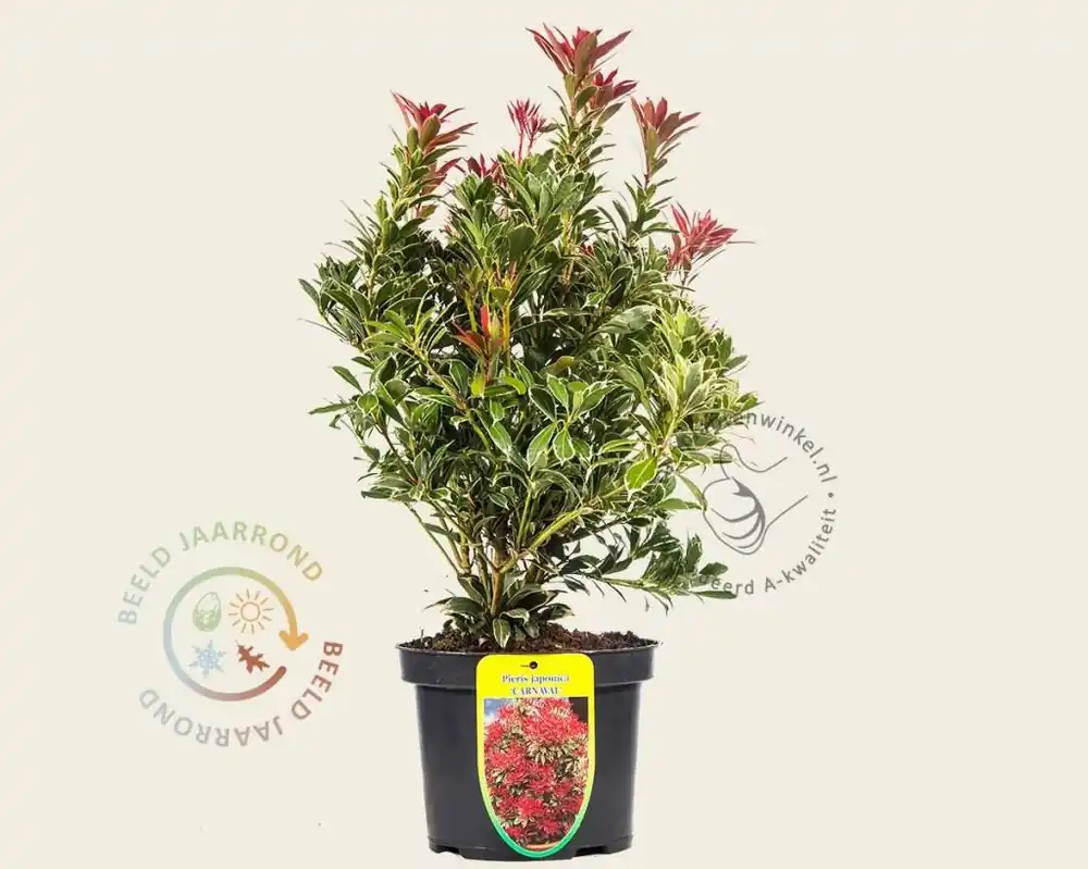Topproduct - Pieris japonica ‘Carnaval‘