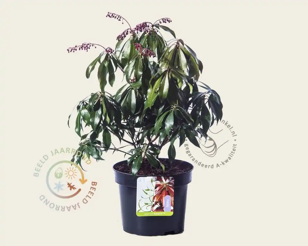 Nu beschikbaar - Pieris japonica ‘Katsura‘